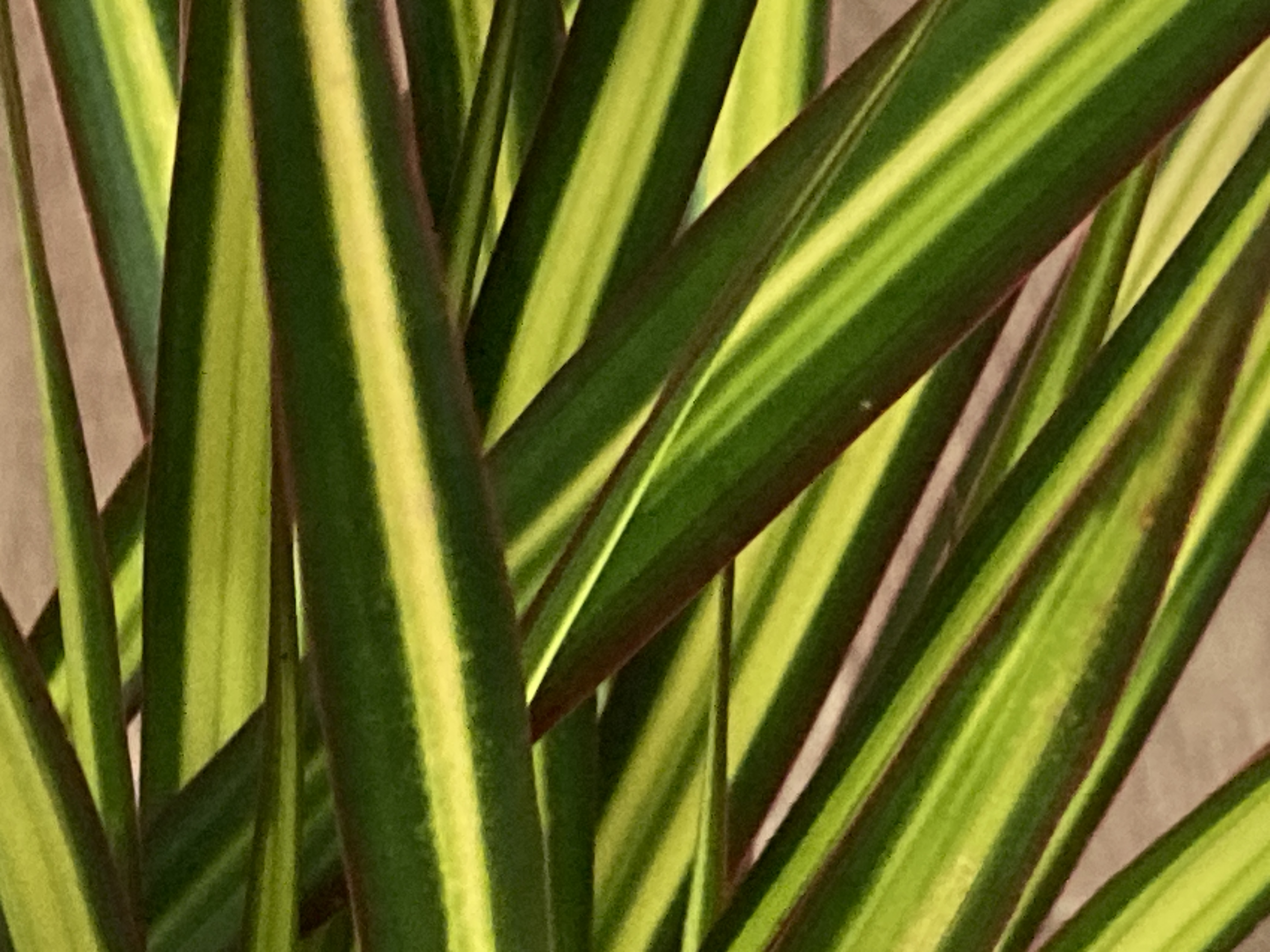 Photo en vue rapprochée des feuilles droites de ma Dracaena Marginata Tricolor, elles s'enchevêtrent dans plusieurs directions. Elles sont tricolores, d'un vert très clair et léger au centre, d'un vert plus foncé en bordure et brunes en extrême bordure.