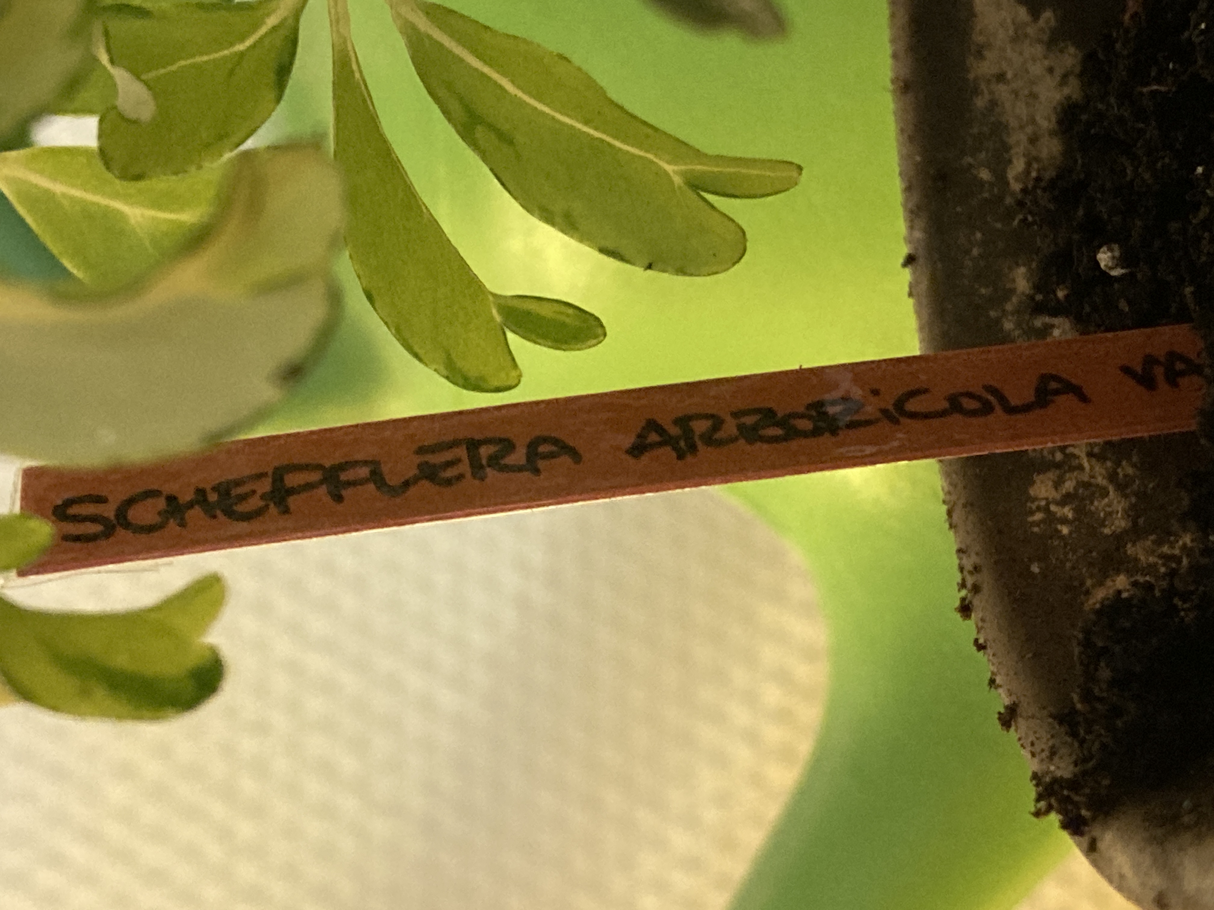Photo en gros plan d'une étiquette faite main pour me rappeler les noms de mes plantes. Ici une Schefflera Arboricola Variegata. L'étiquette est écrite au feutre noir sur papier couleur terracotta, puis platifiée.