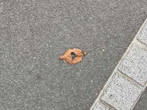 Photo du trottoir, une feuille morte. Elle est trouée en plein milieu, le trou forme accidentellement un coeur.